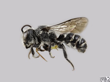 [Megachile campanulae male thumbnail]